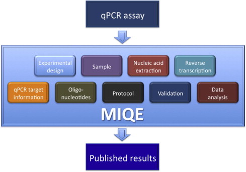 Diagram of qPCR assay reporting steps.