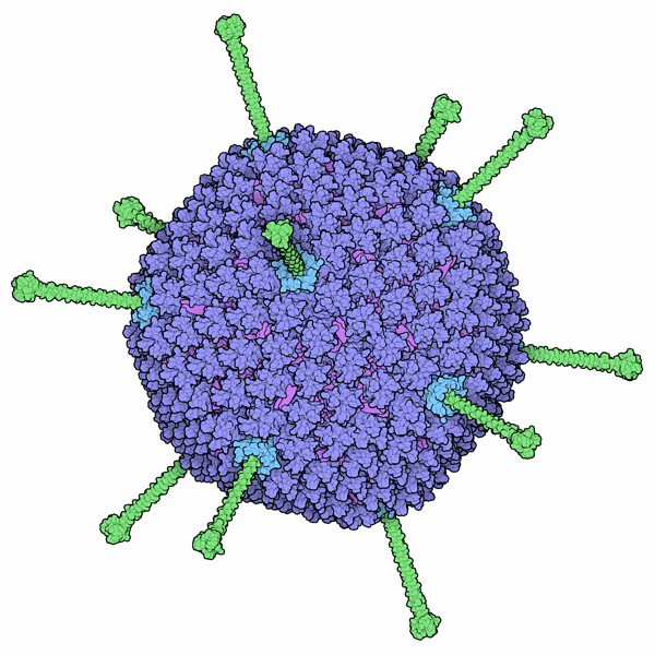 Purple spherical particle with green surface projections.