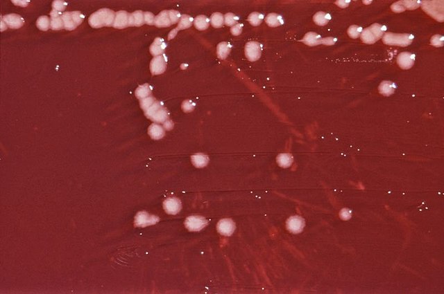 Red laboratory plate with scattered pale colonies.