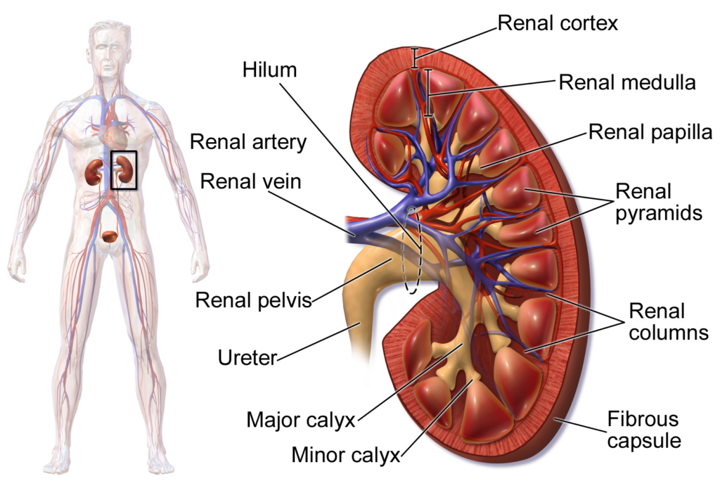 Kidney anatomy and body-location diagram.