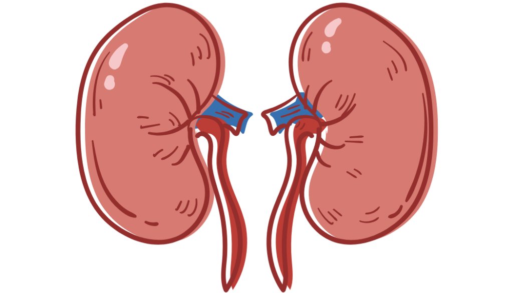 Illustration of two kidneys with blood vessels and ureters.