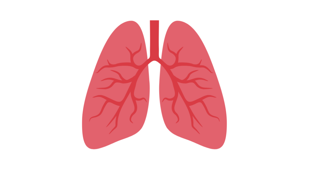 Illustration of two lungs and the branching airways.