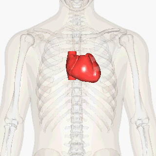 Heart shown within the chest behind the sternum.