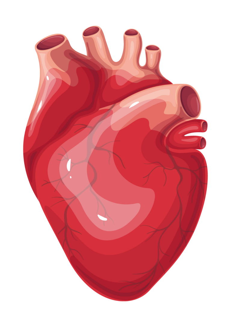 Illustration of the heart and its major vessels.