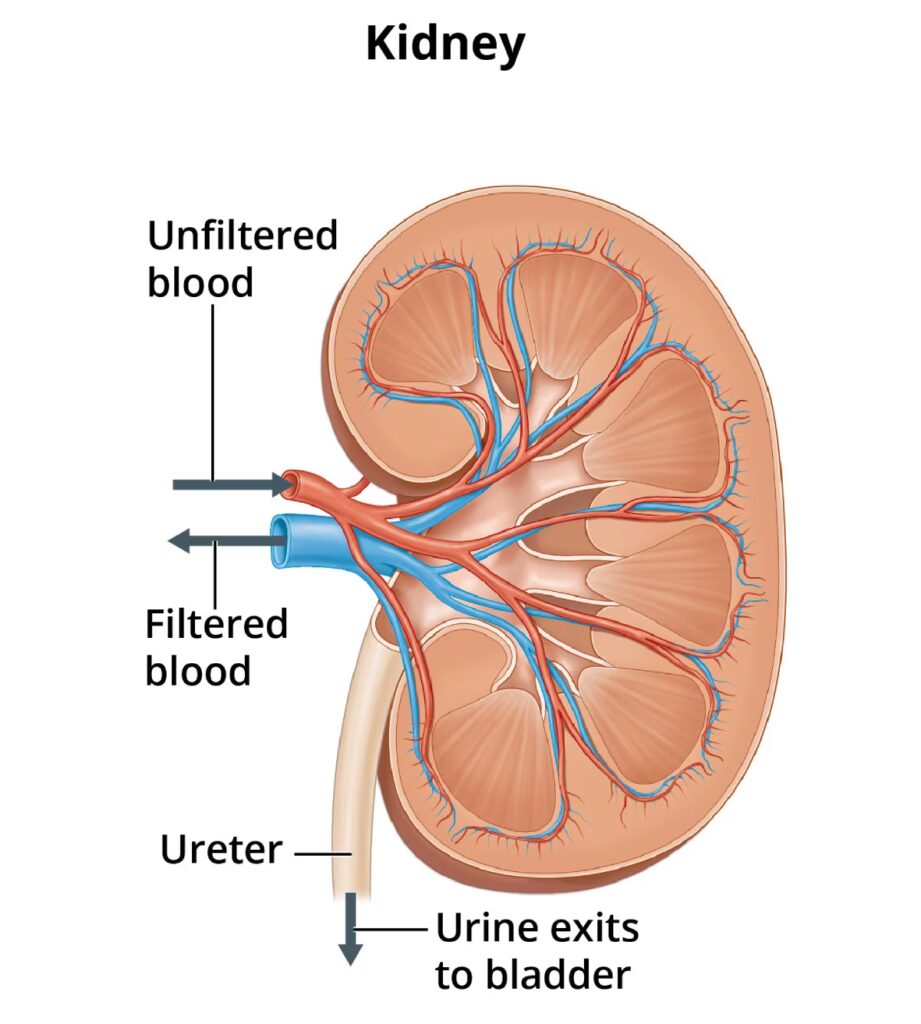 Kidney cross-section that shows blood filtration and urine flow.