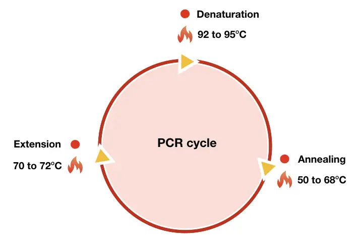 Diagram of one PCR cycle with example temperature ranges.