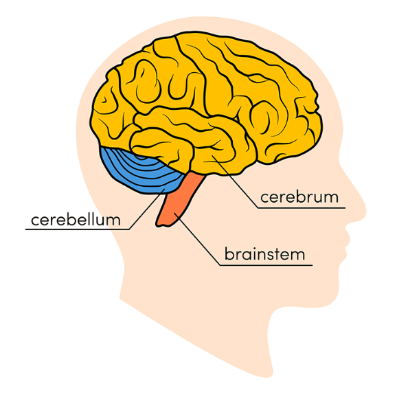 Diagram of the main parts of the brain.
