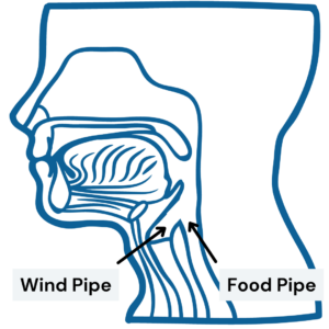 Side-view diagram of the windpipe and food pipe.