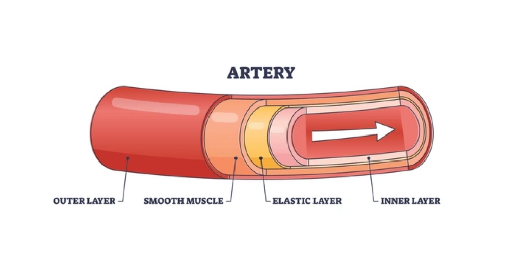 Cross-section of an artery.