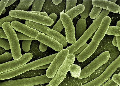 Green rod-shaped forms on a dark background.