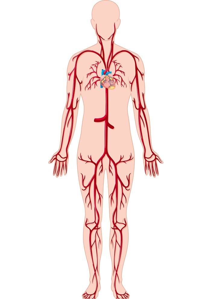 Front-view diagram of the human circulatory system.
