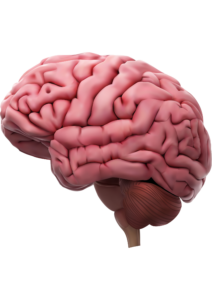 Side view of a human brain.