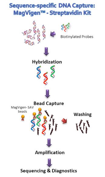 Vendor diagram of sequence-specific DNA capture.