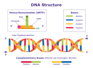 DNA structure diagram with bases, backbone, and strand direction.