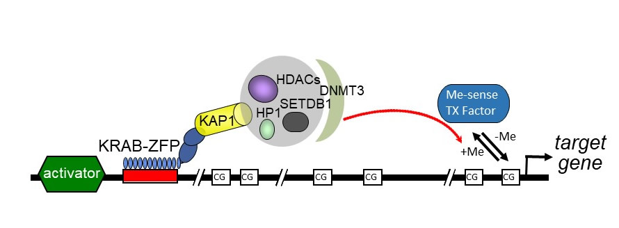 Specialist diagram of an epigenetic gene-regulation model.