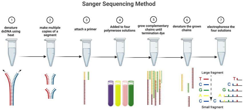 Seven-step diagram of the Sanger sequencing method.