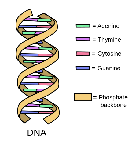 DNA double helix with colored base-pair bars.