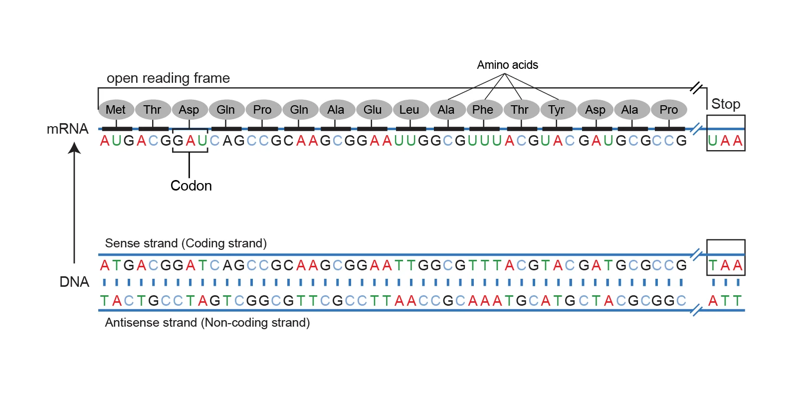 Diagram that connects DNA strands, messenger RNA, codons, and amino acids.