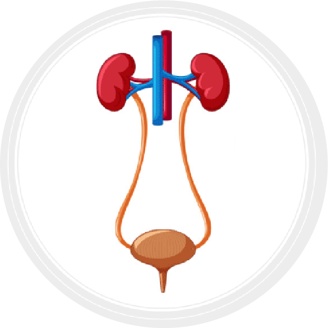 Diagram of the kidneys, urinary tract, and bladder.