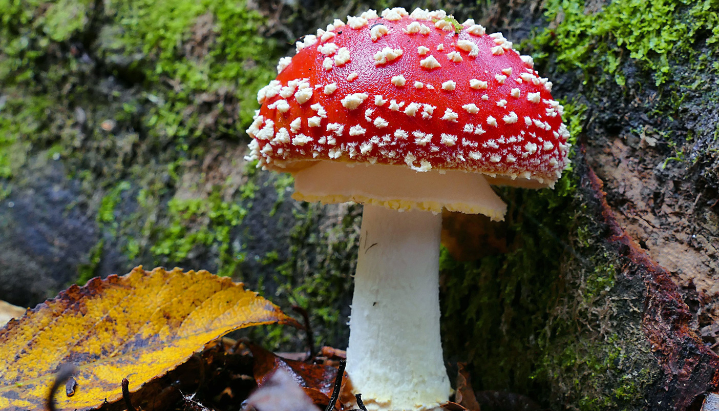 Red-capped mushroom with white patches in a mossy woodland setting.