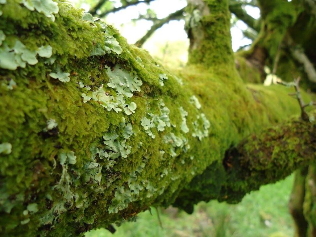 Moss-covered tree branch with pale leafy growth.