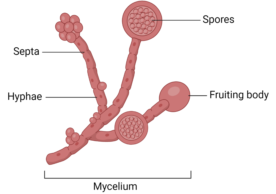 Diagram of fungal structures.