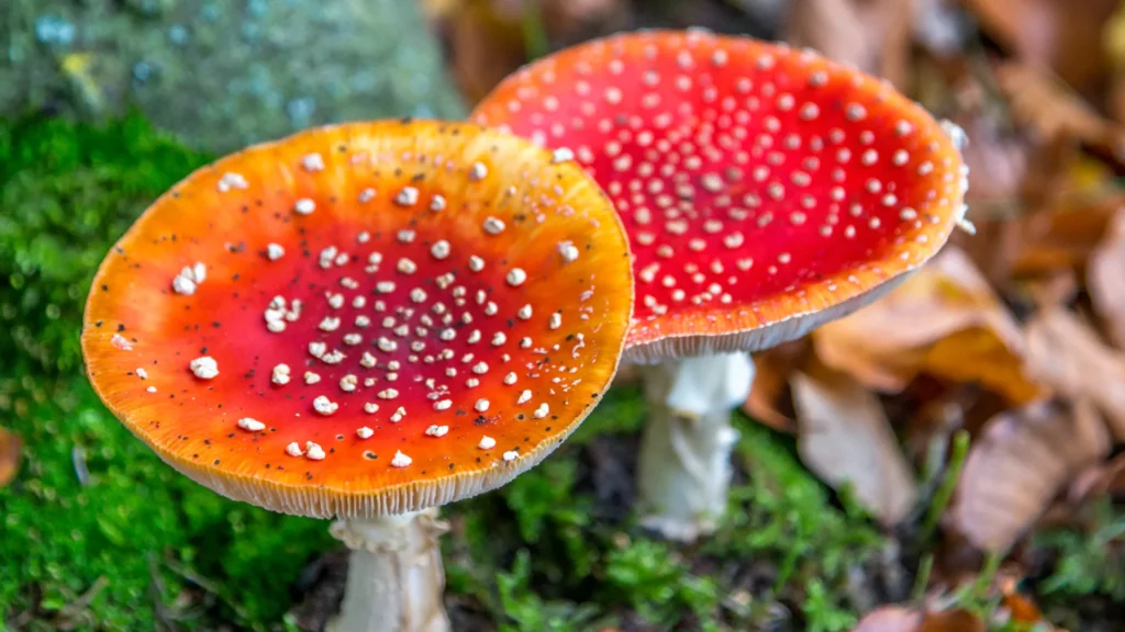 Mushrooms growing in grass.