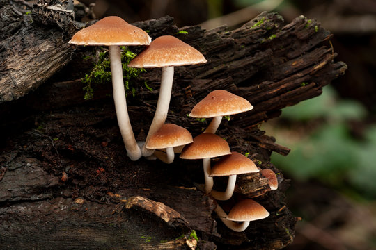 Cluster of brown mushrooms growing on a log.