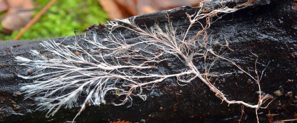 White branching growth across dark wood.