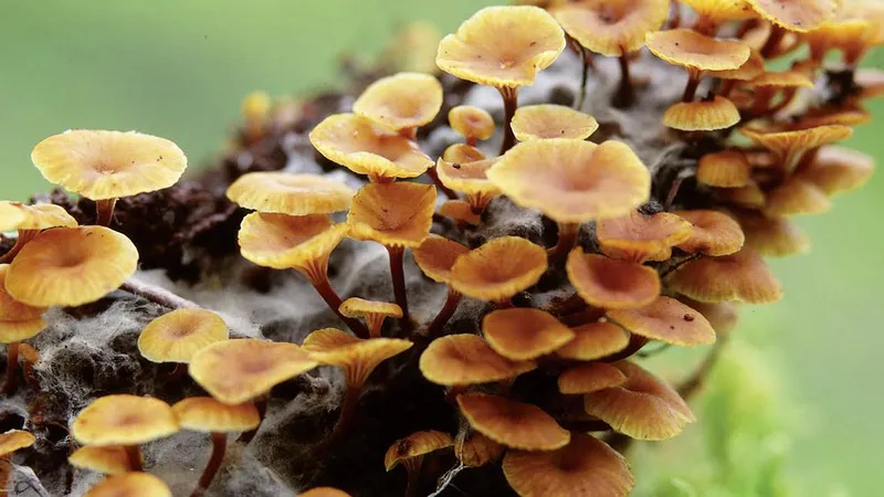 Cluster of small orange-brown mushrooms.