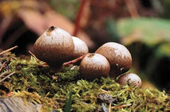 Round brown fruiting bodies on moss.