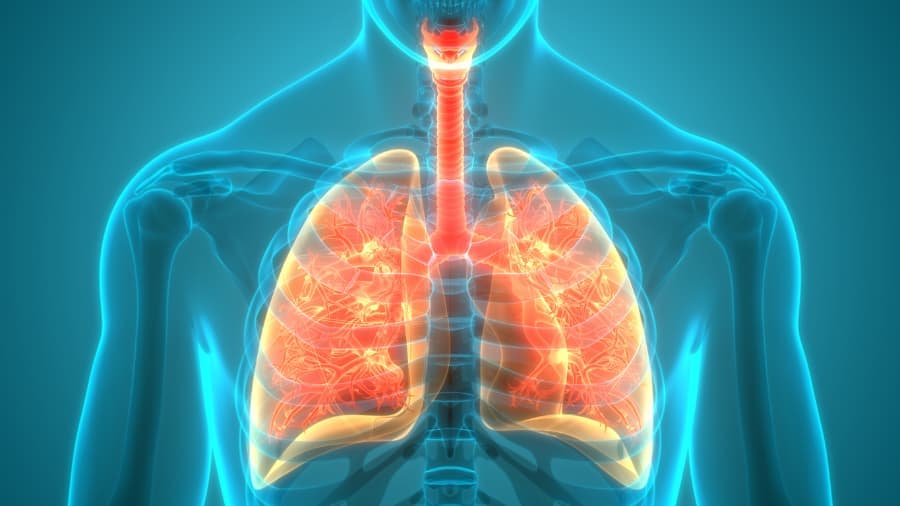 Front view of the lungs and airways inside the chest.
