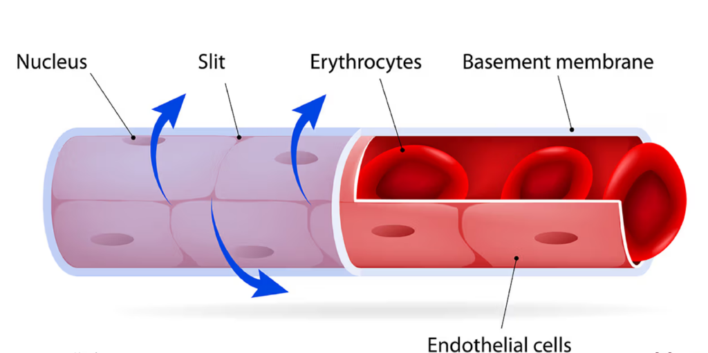 Capillary cross-section with endothelial cells and red blood cells.