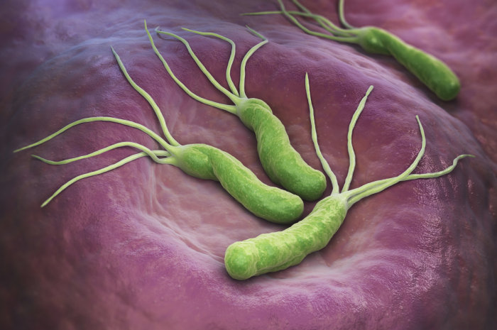 Green curved forms with long thin projections on a purple surface.