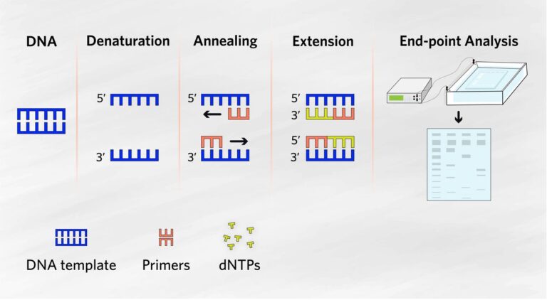 Simplified diagram of the PCR workflow.