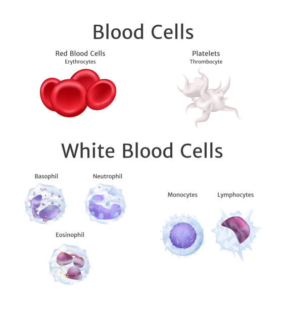 Diagram of red blood cells, platelets, and white blood cells.