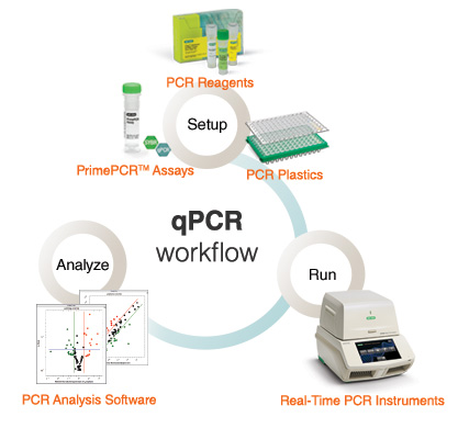 Vendor diagram of a real-time PCR workflow.