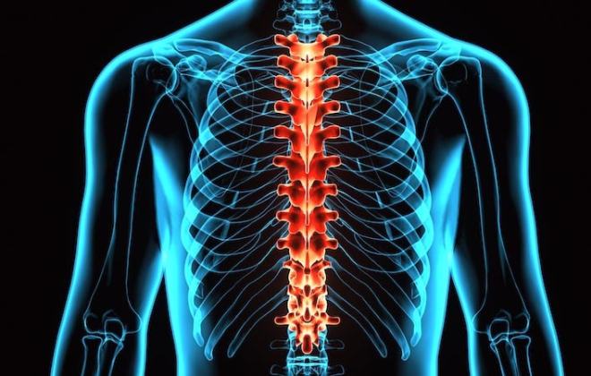 Rear view of the thoracic spine highlighted within the rib cage.