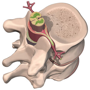 Cross-section of a vertebra with the spinal cord and a spinal nerve.