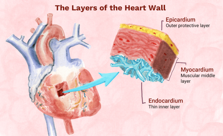 Diagram of the three layers of the heart wall.