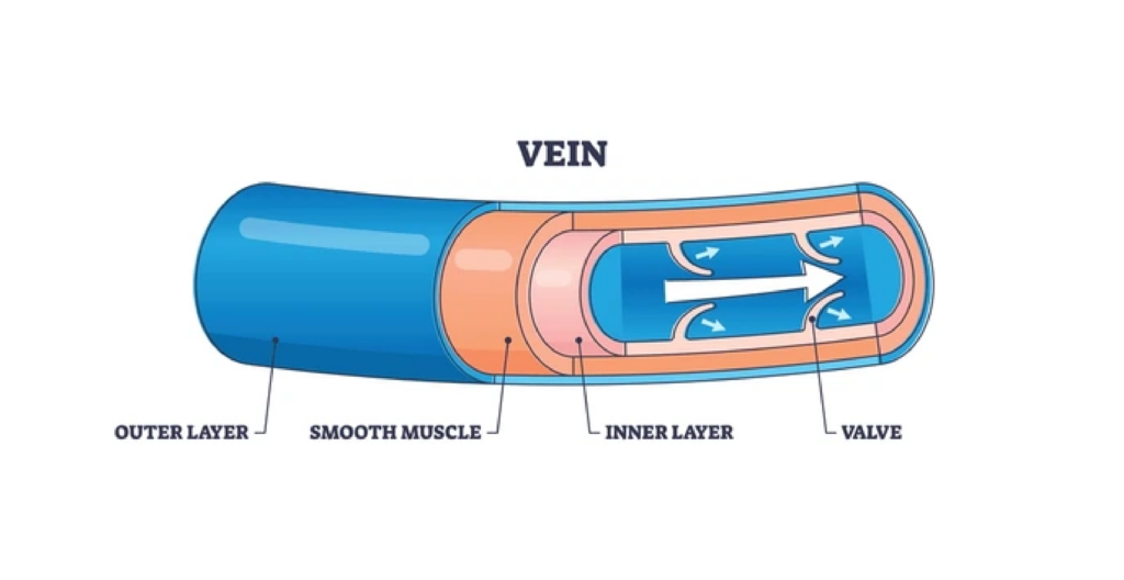 Cross-section of a vein.