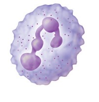 Illustration of a white blood cell.